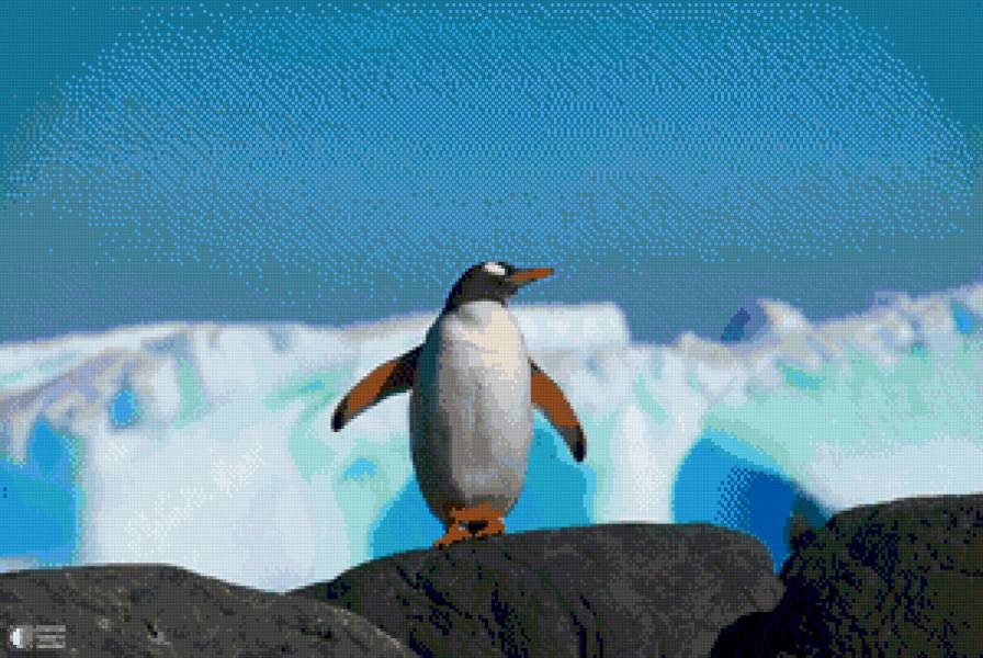 Пингвин - птица - предпросмотр