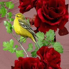 Схема вышивки «Птичка и розы»
