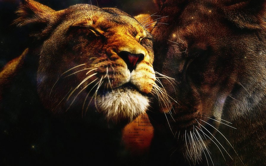 Львы - звери, львы, любовь, нежность - оригинал
