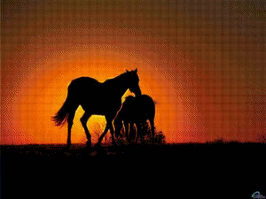 Кони - кони, природа, закат, табун, лошади - предпросмотр