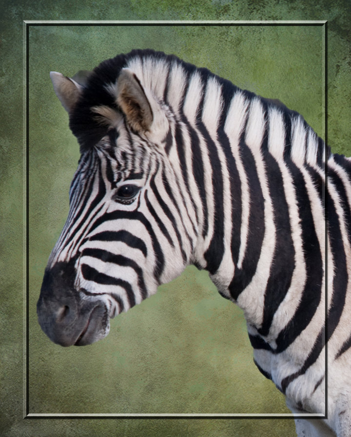 Зебра - зебра, животные - оригинал