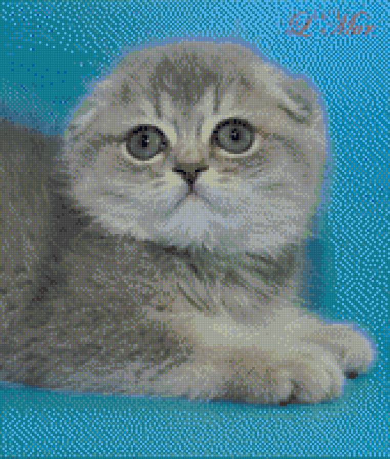 русская голубая кошка - домашние животные, котенок - предпросмотр