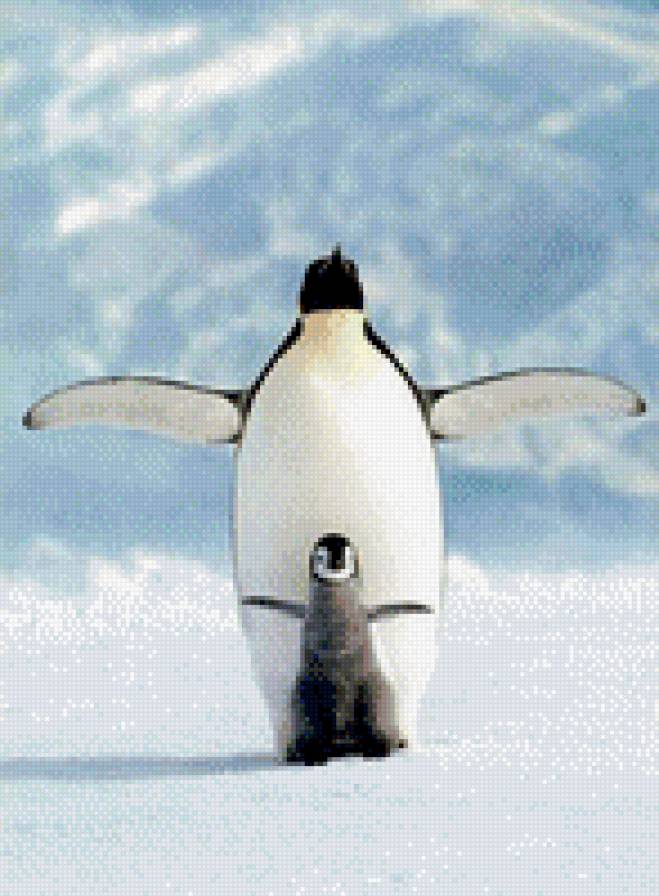 Пингвины - предпросмотр