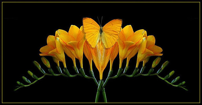 Цветы и бабочка - цветы на черном фоне, желтые цветы, цветы в зеркальном отражении - оригинал