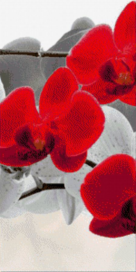 Красная орхидея 2 - триптих, орхидея, красная - предпросмотр