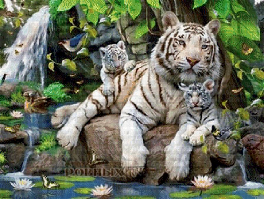 Белые тигры у водопада - предпросмотр