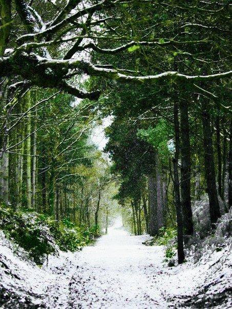 зимний лес - снег, зима, деревья, лес - оригинал