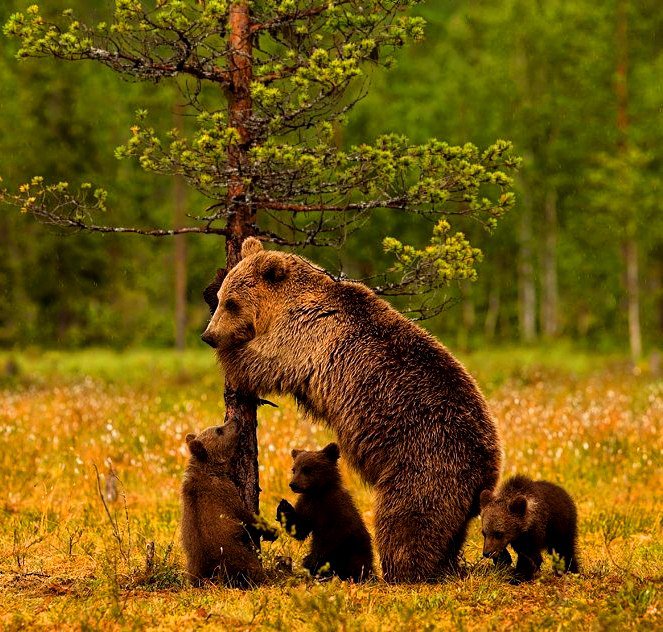 Медведь - природа, медведь, зверь, животное - оригинал