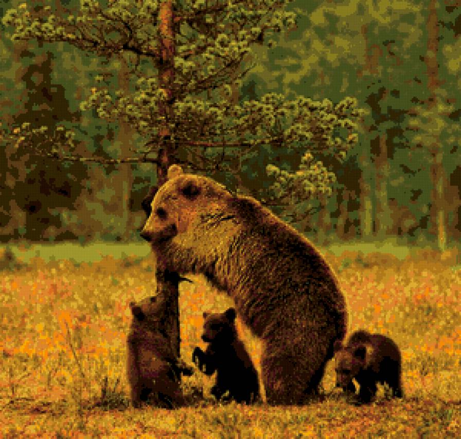 Медведь - природа, медведь, зверь, животное - предпросмотр