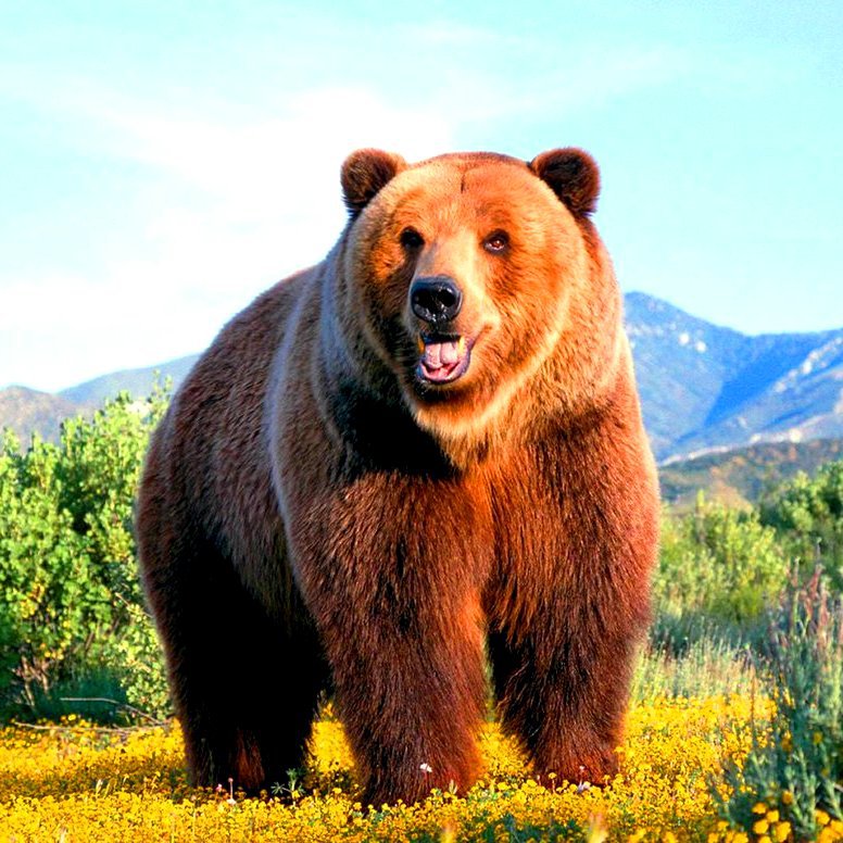 Медведь - природа, медведь, зверь, животное - оригинал