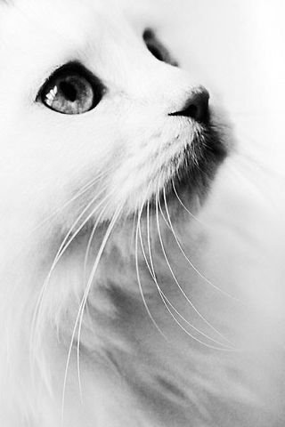 Кошка - кошка, животные, белый, взгляд - оригинал