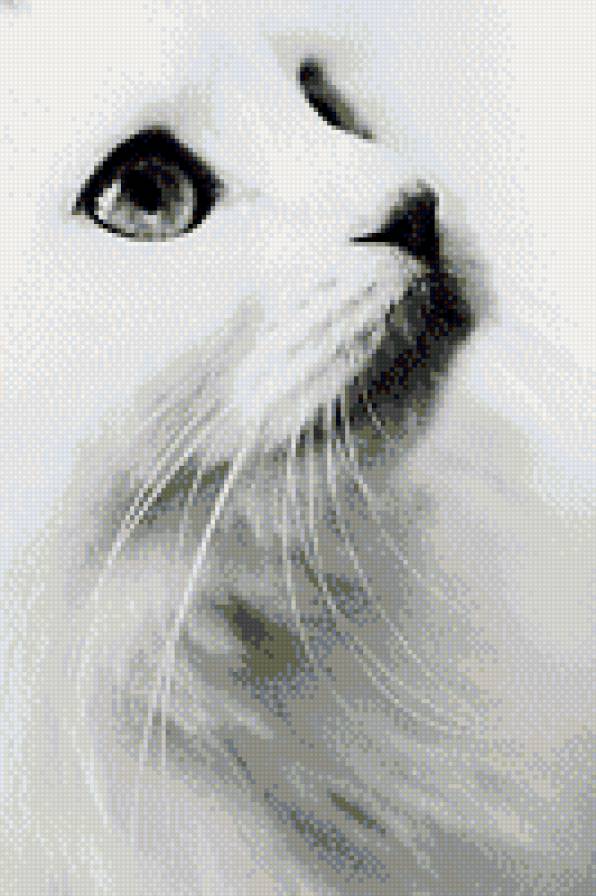 Кошка - взгляд, белый, кошка, животные - предпросмотр