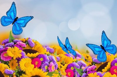 бабочки на цветах - цветы, бабочки - оригинал
