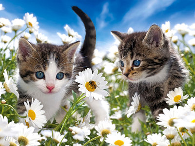 котята в ромашках - кошечки, поле, цветы - оригинал
