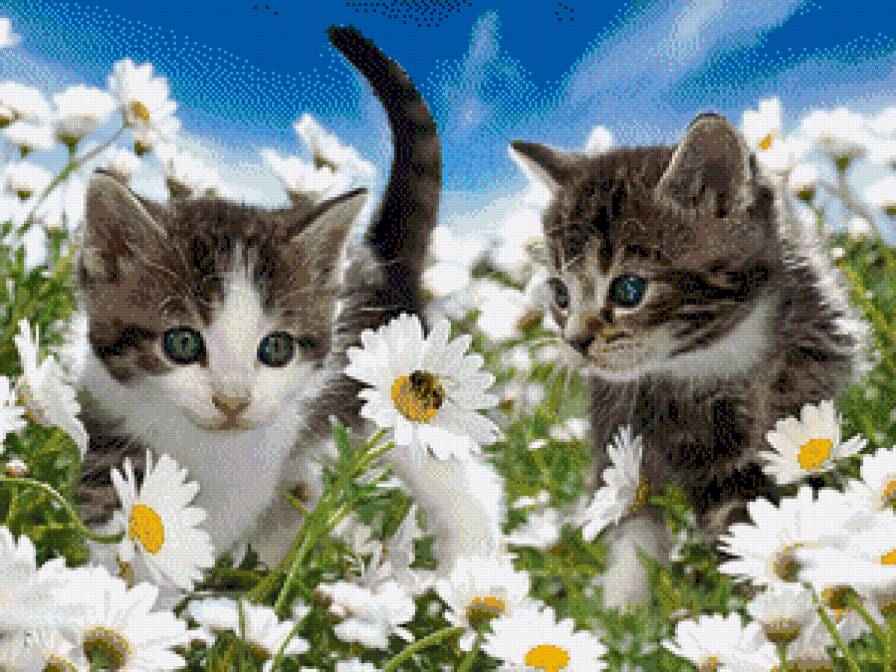котята в ромашках - поле, цветы, кошечки - предпросмотр