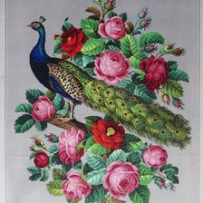 Схема вышивки «Павлин и розы»