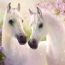 Прекрасные белые лошади.