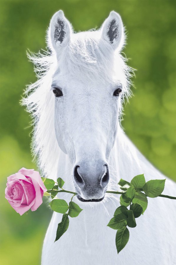 Лошадь с розой - лошадь, белая лошадь, роза - оригинал