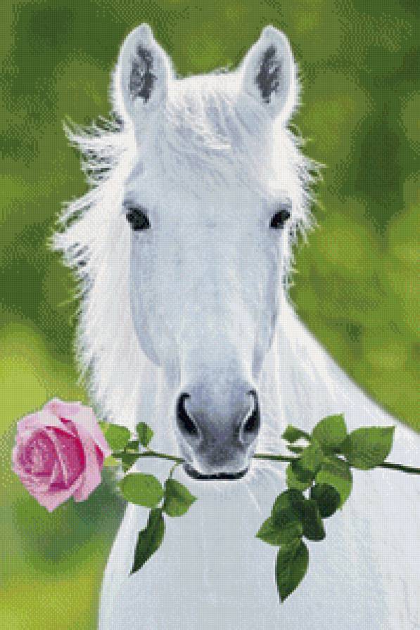 Лошадь с розой - роза, белая лошадь, лошадь - предпросмотр