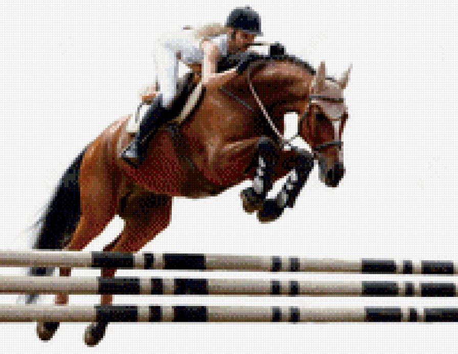 конкур - конный спорт, лошади - предпросмотр