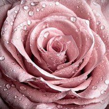 Схема вышивки «цветы,роза»