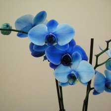 Оригинал схемы вышивки «орхидея» (№1103705)