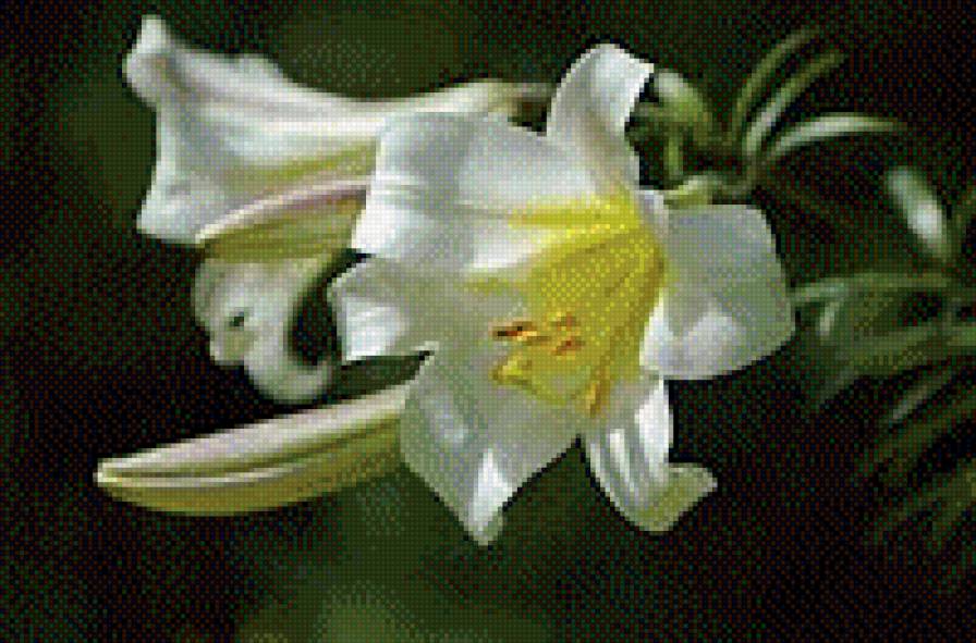 Лилия - букет, лилия, цветы - предпросмотр