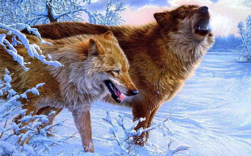 волки пара -1 - красота, мираж, картина, природа, хищник, волк - оригинал