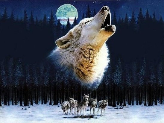 волки и луна - лес, луна, волки - оригинал
