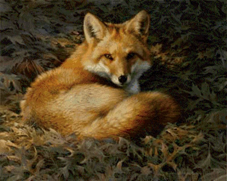 Лисичка - природа, дикие звери, животные, лиса, рыжая - предпросмотр
