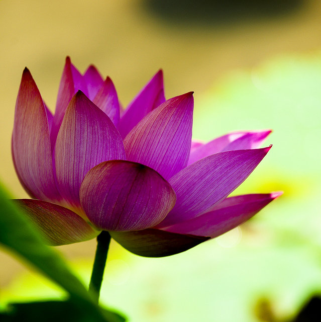 Лотос - лилия, цветок, лотос, водяная лилия - оригинал