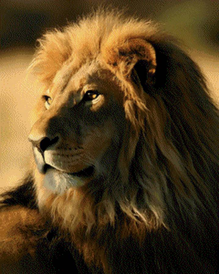 Лев-царь зверей - лев-царь зверей, рыжий, животное, лев - предпросмотр