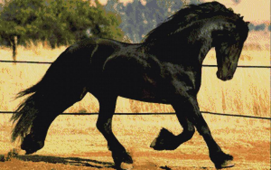 фризская порода - животное, лошадь, конь, фриз - предпросмотр
