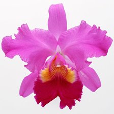 Схема вышивки «Одна орхидея»