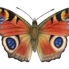 бабочка