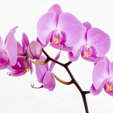 Оригинал схемы вышивки «нежная орхидея» (№1109507)