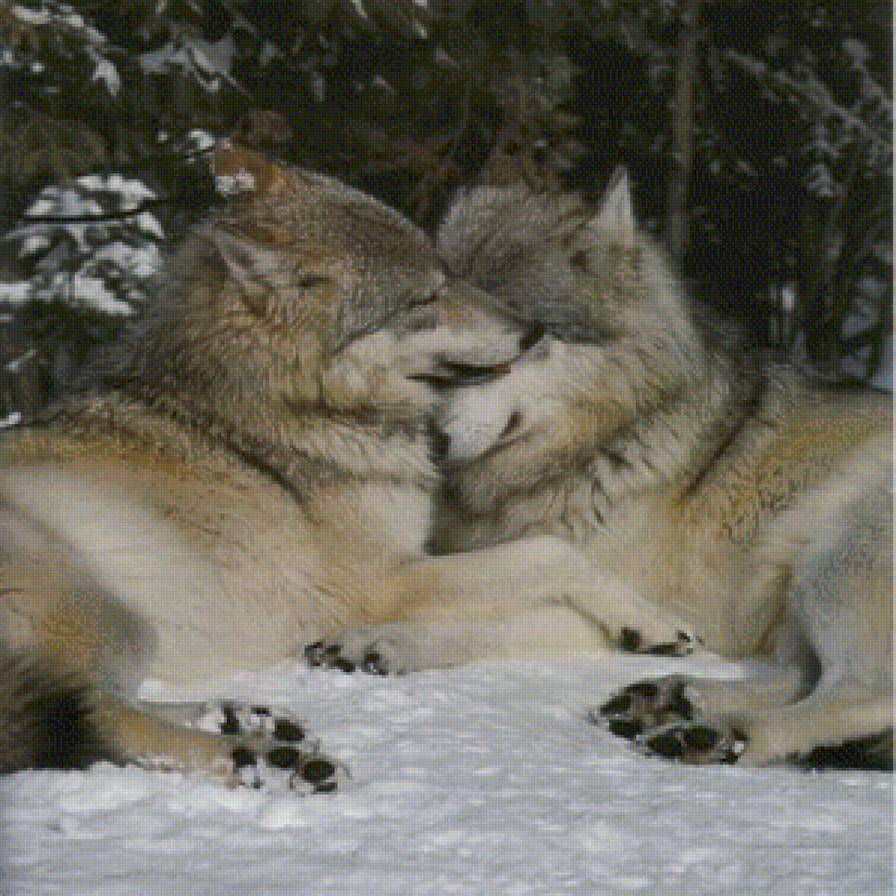 Волки - любовь, волки, верность - предпросмотр