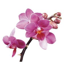 Оригинал схемы вышивки «орхидея 2» (№1110560)