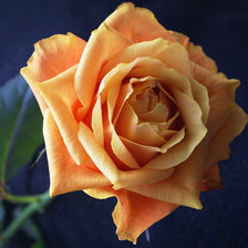 Роза желтая