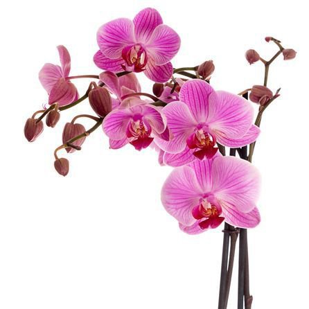 нежные орхидеи - цветы, нежность, орхидеи - оригинал