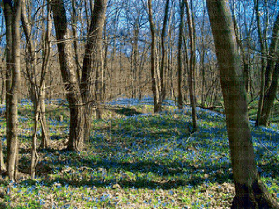 Весенний лес - пролески, лес, весна, пейзаж - предпросмотр