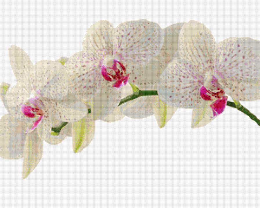Орхидея 75 - цветы - предпросмотр
