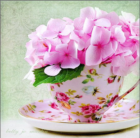 гортензия - цветы в чашке, чашка, цветы, гортензия, розовая гортензия - оригинал