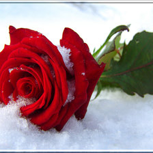 Оригинал схемы вышивки «роза на снегу» (№1114829)