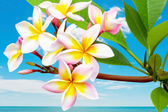 Южные цветы франжипани - скачать, крестом, солнце, вышивка, лето, пляж, море, схема - оригинал