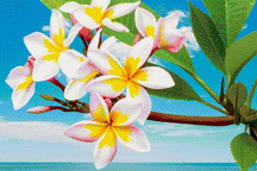 Южные цветы франжипани - солнце, лето, крестом, схема, море, скачать, вышивка, пляж - предпросмотр