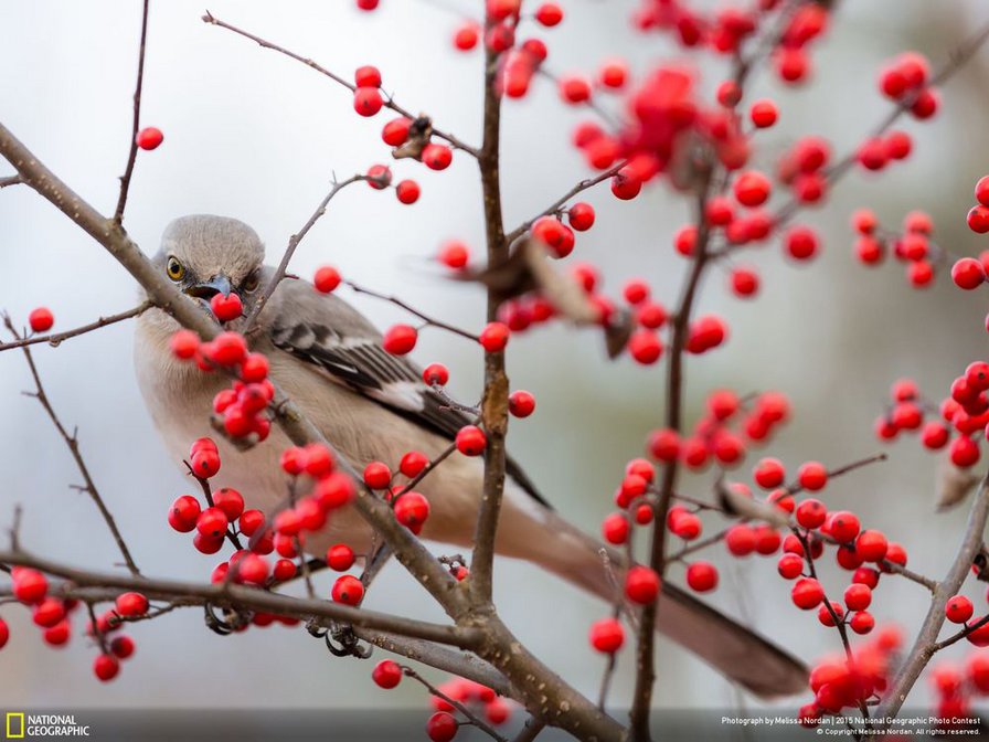 Птичка - ягоды, птица, природа - оригинал