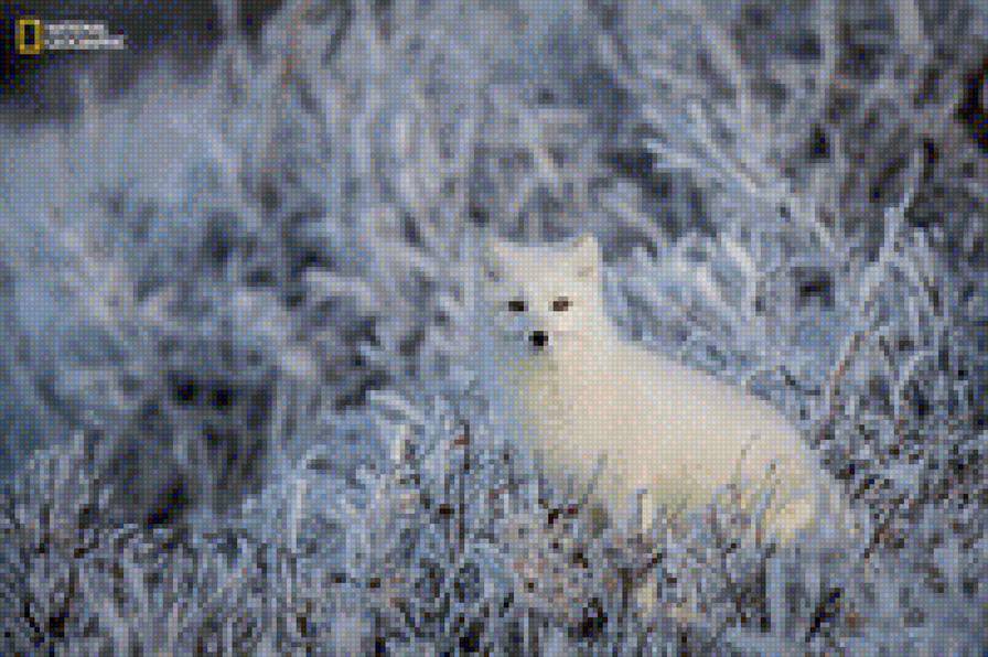 лисица в снегу - снег, природа, лиса - предпросмотр
