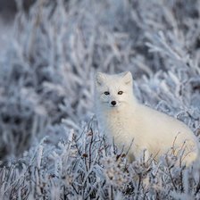 лисица в снегу