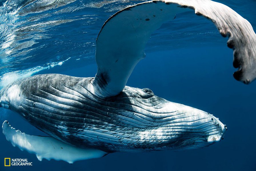 кит - животные, природа, кит, океан, вода, рыба - оригинал